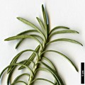 SpeciesSub: subsp. serotinum